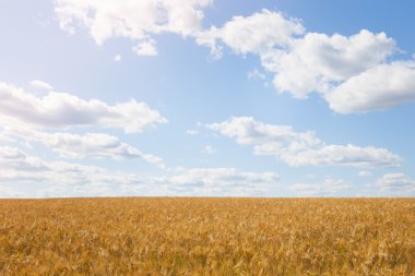 Sarı buğday tahıl alan