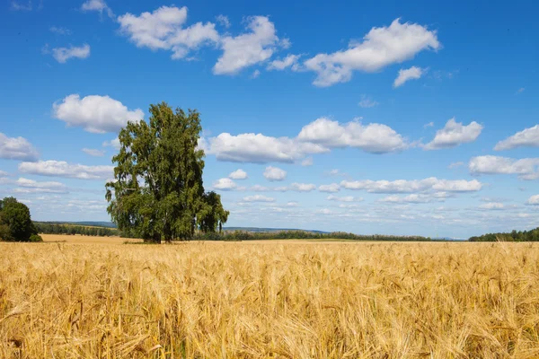 Copyspace Farmland — Stock Photo, Image