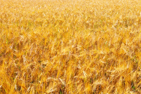 Golden harvest under cloudy sky — Stock Photo, Image