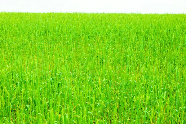 Зелені поля — стокове фото