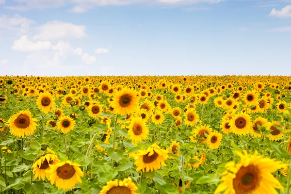 Sunflower Landscape — Stock Photo, Image