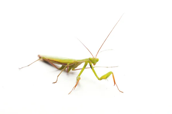 Mantis — Fotografie, imagine de stoc
