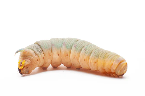 Death's head hawkmoth caterpillar — Stock Photo, Image