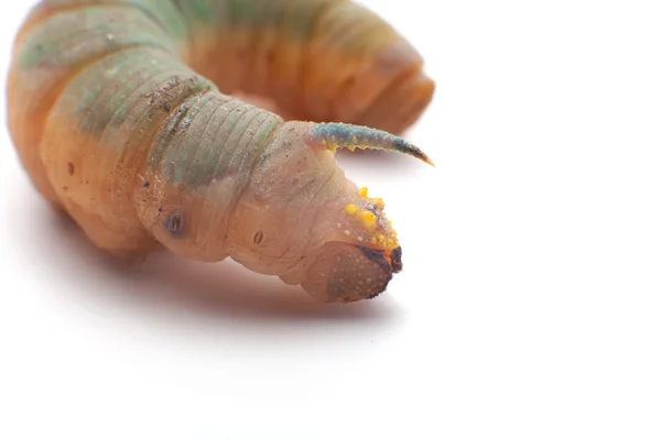 Oruga cabeza de halcón de la muerte —  Fotos de Stock