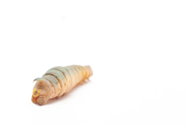 Hornworm em um fundo branco — Fotografia de Stock