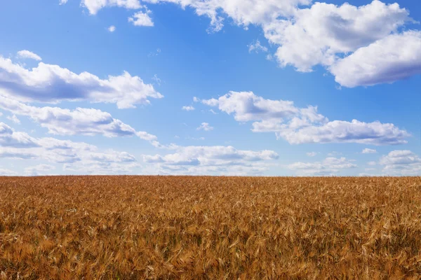 Campo de grãos de trigo amarelo — Fotografia de Stock