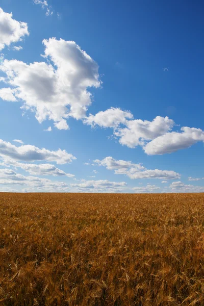 Récolte dorée sous un ciel nuageux — Photo