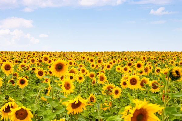 Yellow sunflowers over blue sky — Stock Photo, Image