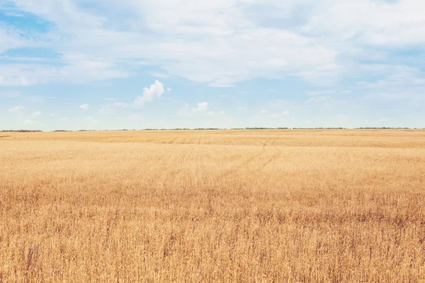 Récolte dorée sous un ciel nuageux — Photo