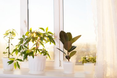 pencere üzerinde saksının içinde dekoratif çiçek