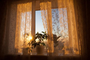 pencere üzerinde saksının içinde dekoratif çiçek