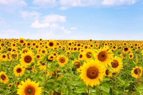 Sunflowers — Stock Photo, Image