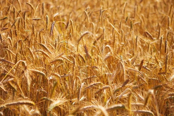 Wheat Background — Stock Photo, Image