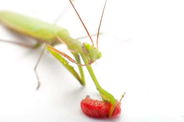 Praying mantis äta — Stockfoto