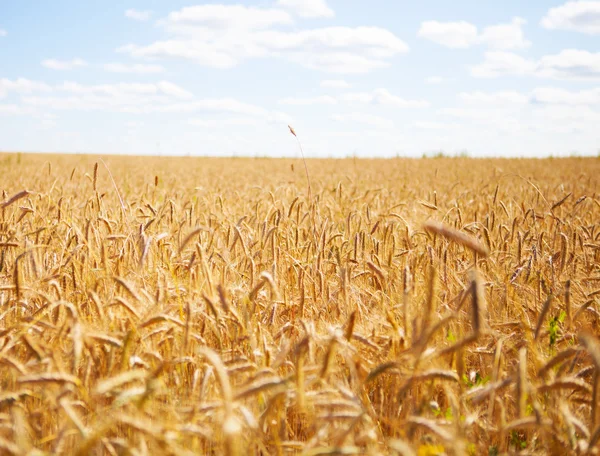 Outdoor wheat field yellow spike detail — Stock Photo, Image