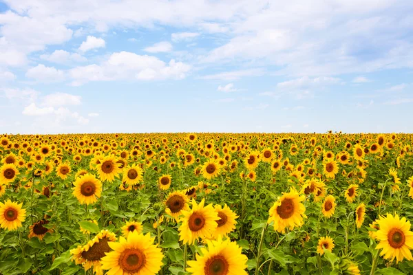 Sunflowers and blue sky — Stock Photo, Image