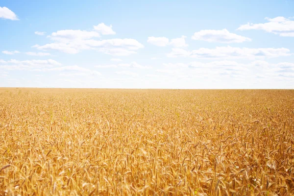 Спелая золотая пшеница — стоковое фото