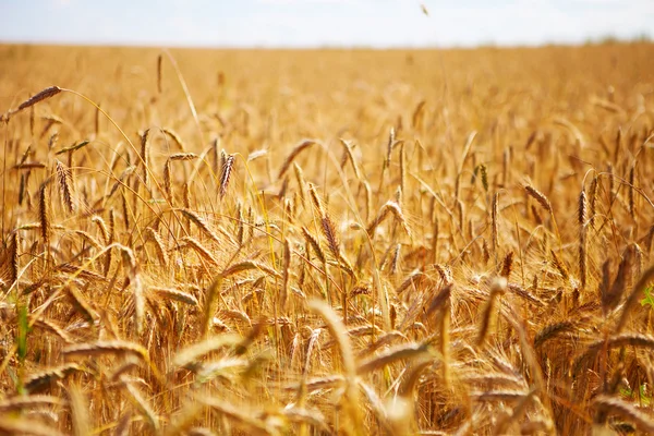 Wheat Background — Stock Photo, Image