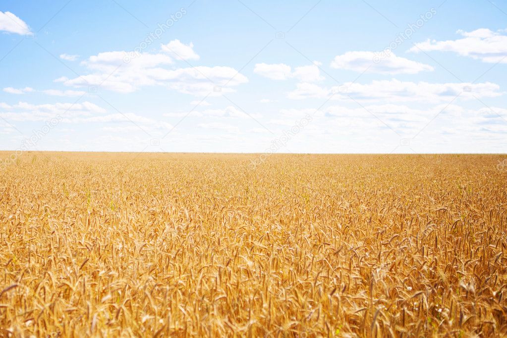 Ripe golden wheat