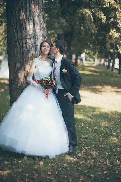 Casado. — Fotografia de Stock