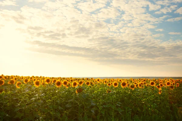 Field at sunset — Stock Photo, Image