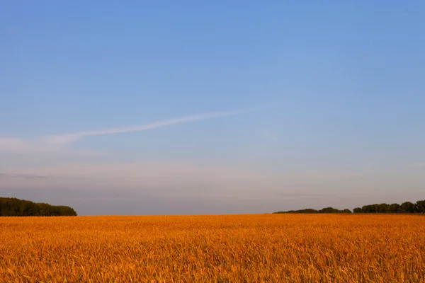 Field at sunset — Stock Photo, Image