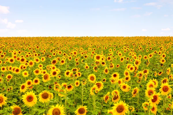 Champ de tournesols — Photo