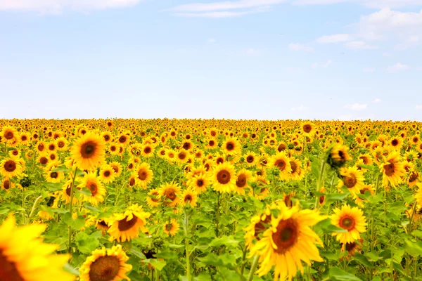 Sunflowers field — Stock Photo, Image