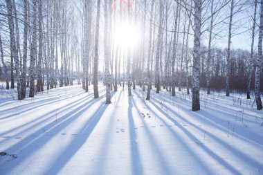 Kışın huş ağacı