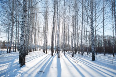 Kışın huş ağacı