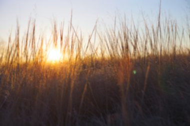 Odaklanmamış doğa arka plan