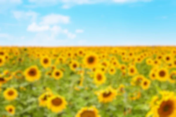 Entfokussierte Natur — Stockfoto