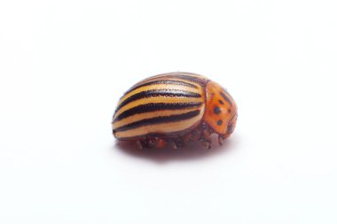 colorado böceği izole