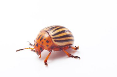 Colorado beetle isolated clipart