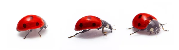 Ladybug izolat — Fotografie, imagine de stoc