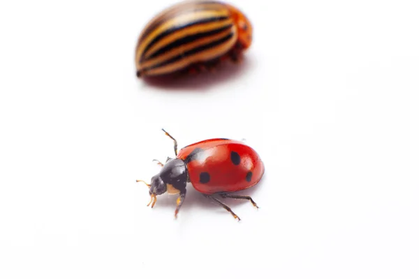 Coccinella isolata — Foto Stock