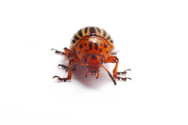 Colorado beetle isolated — Stock Photo, Image