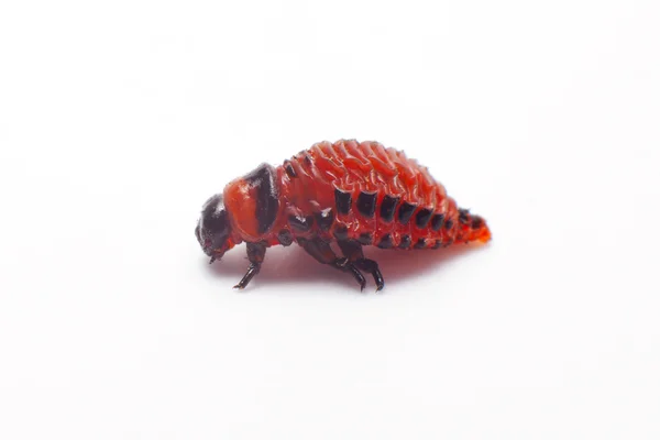 Colorado beetle isolated. Larva — Stock Photo, Image