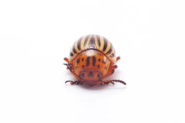 Escarabajo de Colorado aislado . —  Fotos de Stock