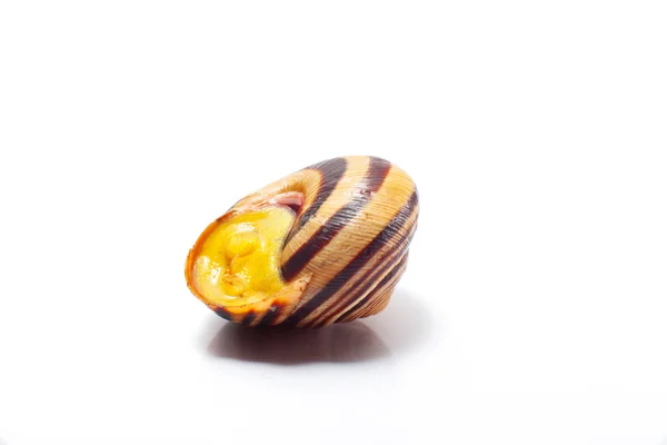 Snail isolated — Stock Photo, Image