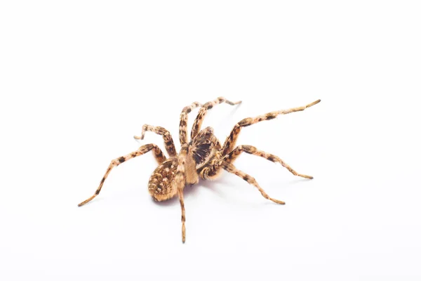Pavouk, samostatný — Stock fotografie