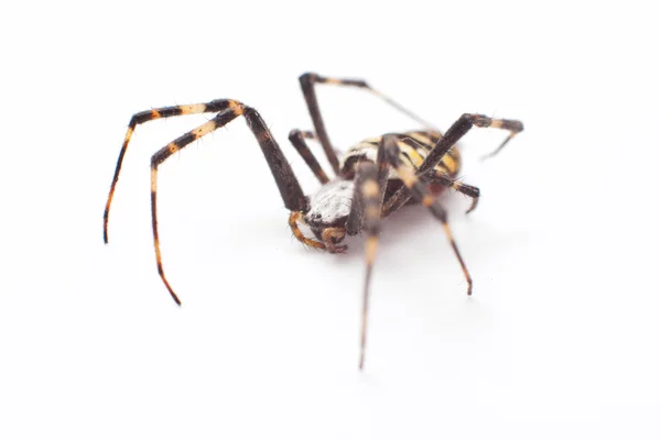Αράχνη απομονωθεί — Φωτογραφία Αρχείου