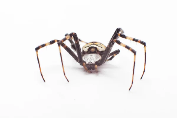 Aranha isolada — Fotografia de Stock