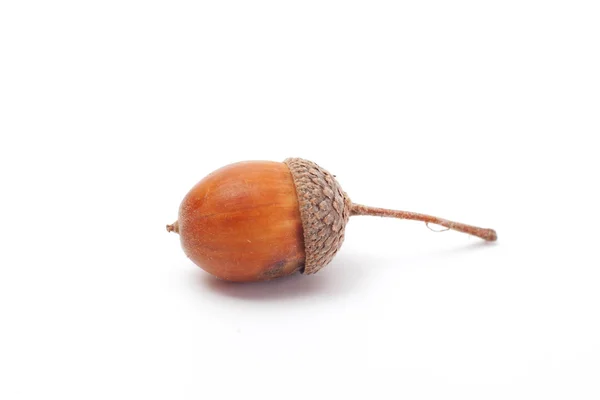 Acorn isolerade — Stockfoto