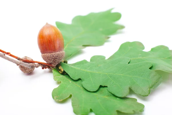 Acorn aislado —  Fotos de Stock