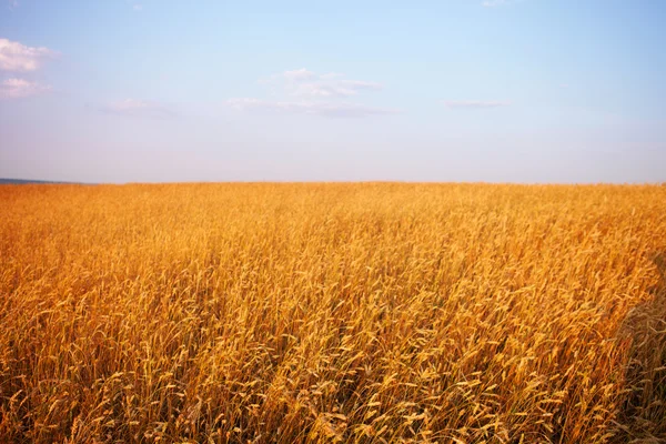 Feld bei Sonnenuntergang — Stockfoto