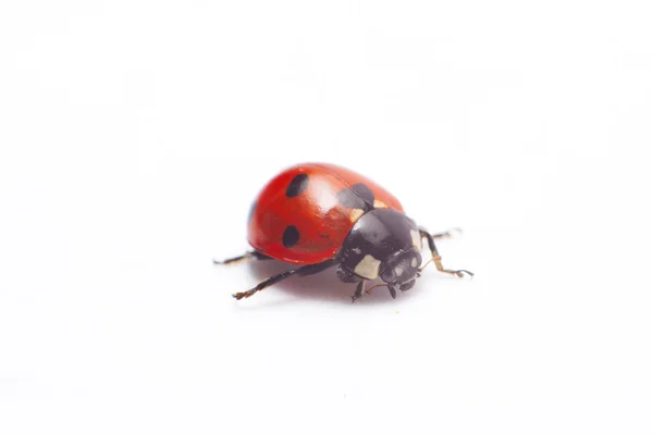 Coccinelle isolée — Photo