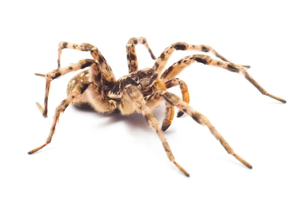 Spinne isoliert — Stockfoto