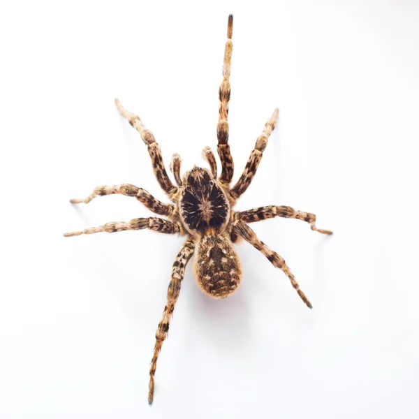 Araña aislada — Foto de Stock