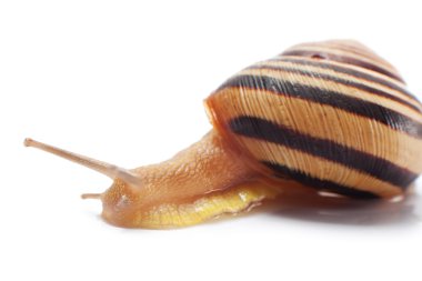 salyangoz kabuğu izole